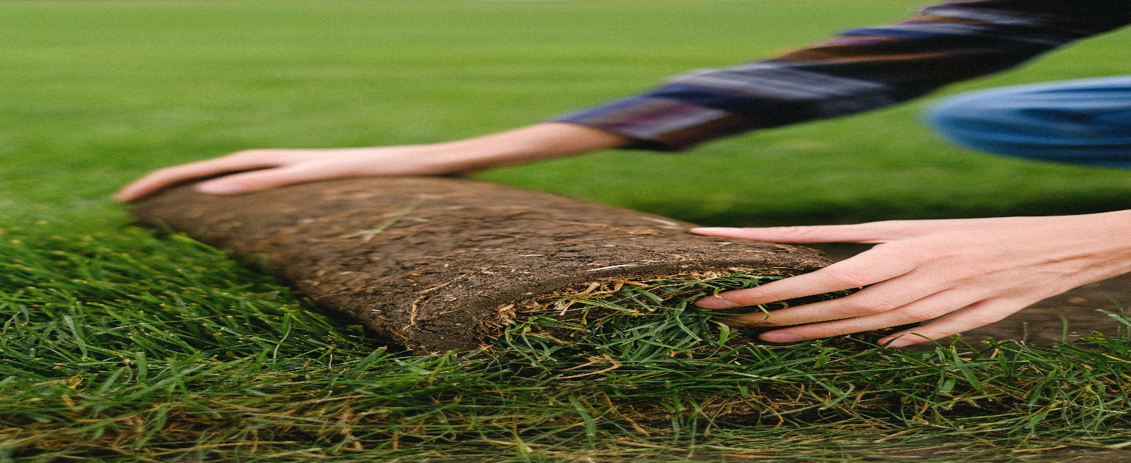 person laying sod