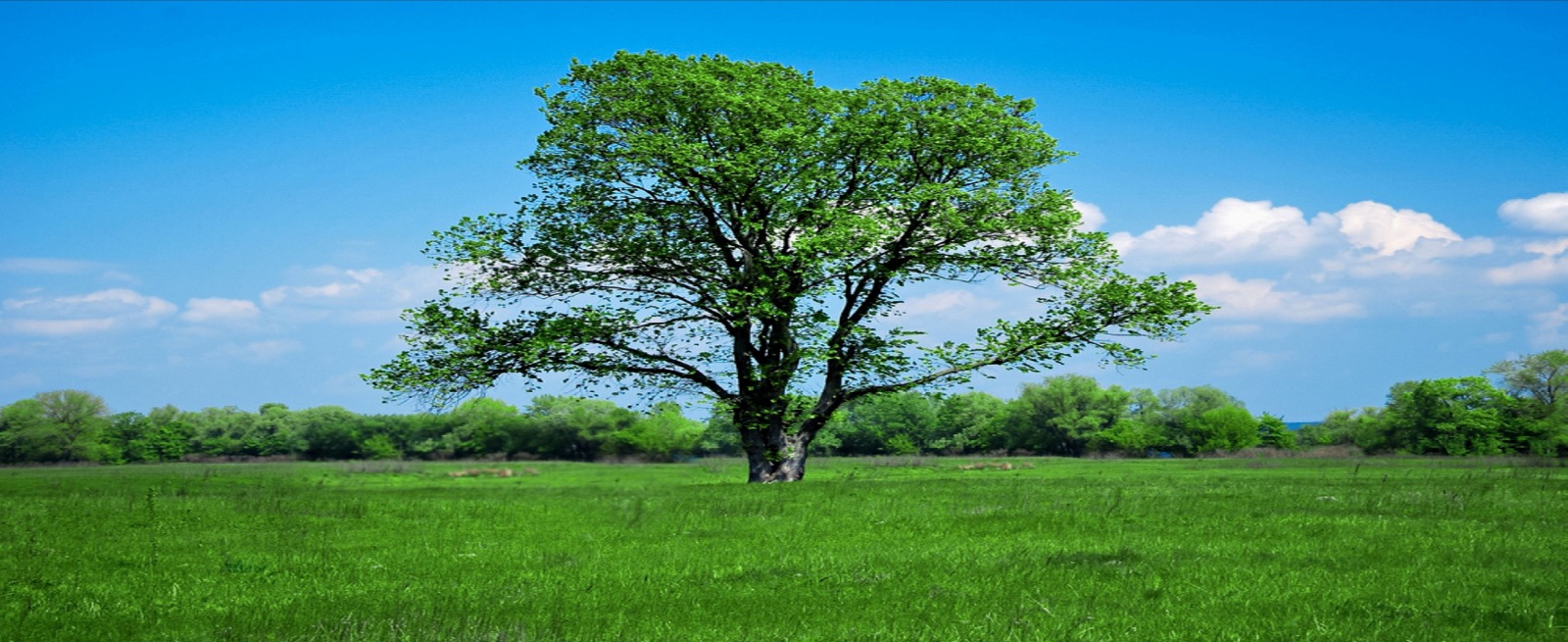 a tree in the grass