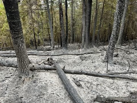 soot on ground below trees