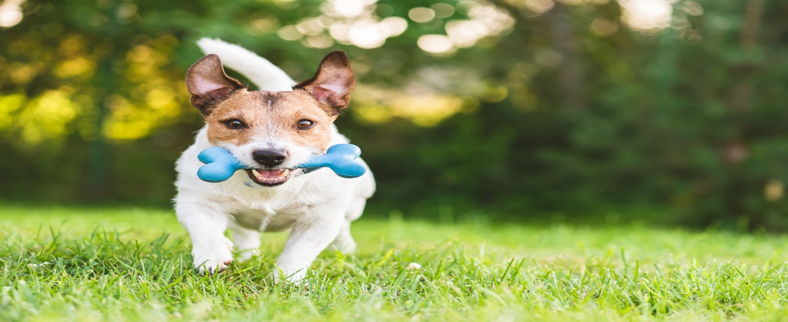 Dog running with a bone