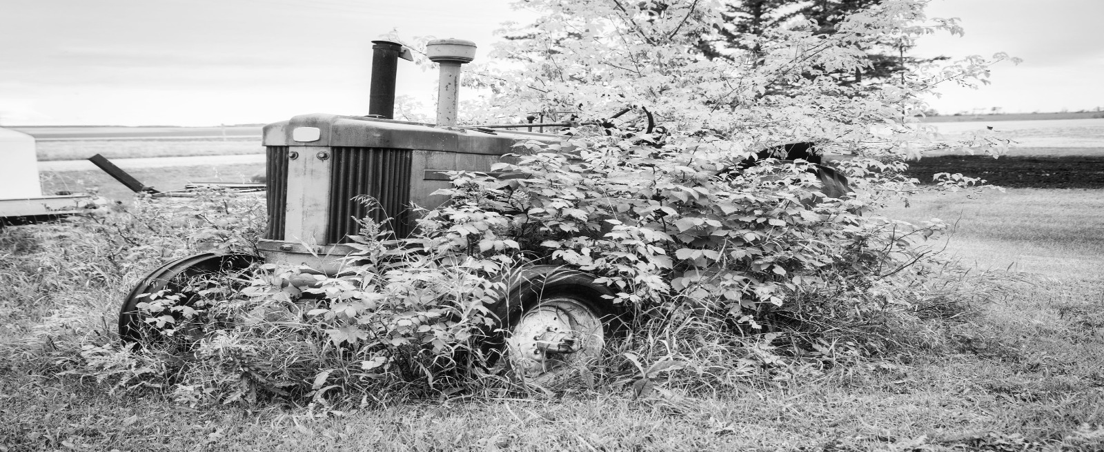 Tractor with trees grown around it